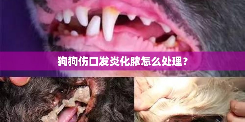 狗狗伤口发炎化脓怎么处理? 狗狗伤口发炎化脓怎么处理?
