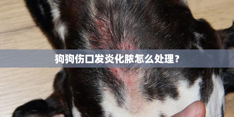 狗狗伤口发炎化脓怎么处理? 狗狗伤口发炎化脓怎么处理?
