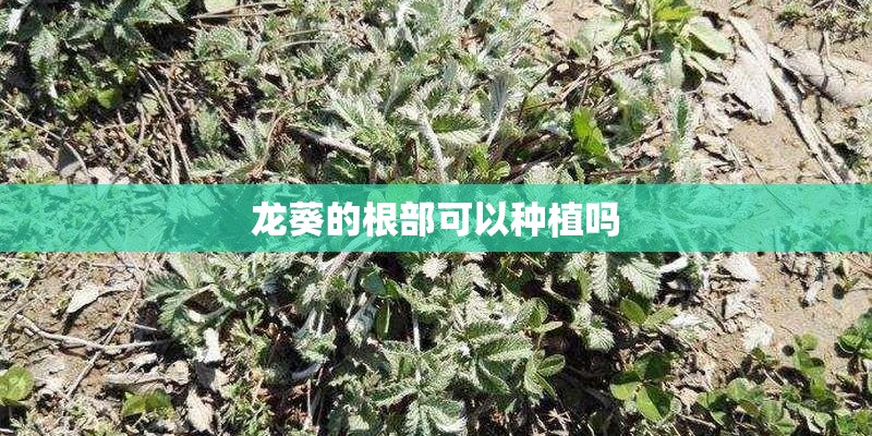 龙葵的根部可以种植吗