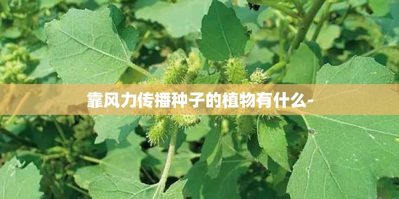 靠风力传播种子的植物有什么-