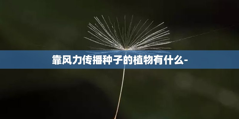 靠风力传播种子的植物有什么-