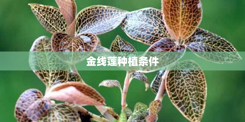 金线莲种植条件