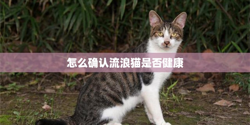 怎么确认流浪猫是否健康
