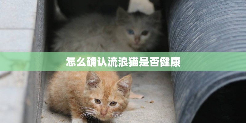 怎么确认流浪猫是否健康