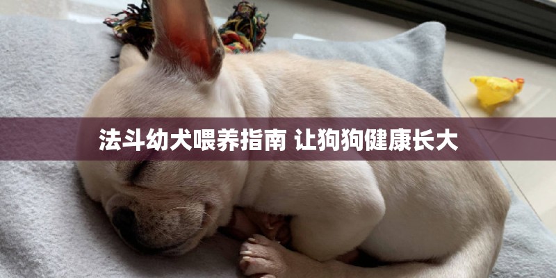 法斗幼犬喂养指南 让狗狗健康长大