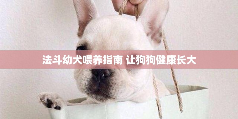 法斗幼犬喂养指南 让狗狗健康长大