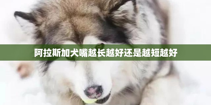 阿拉斯加犬嘴越长越好还是越短越好