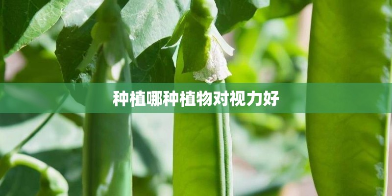 种植哪种植物对视力好