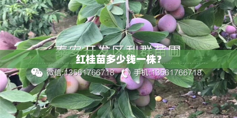 红桂苗多少钱一株？