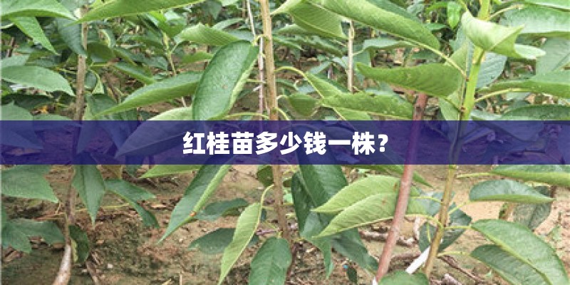 红桂苗多少钱一株？