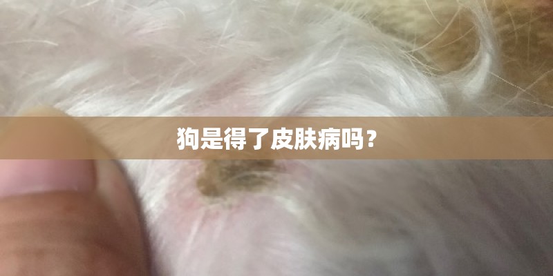 狗是得了皮肤病吗？
