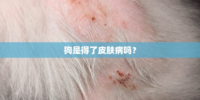 狗是得了皮肤病吗？