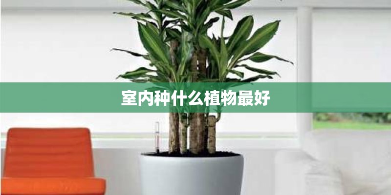 室内种什么植物最好