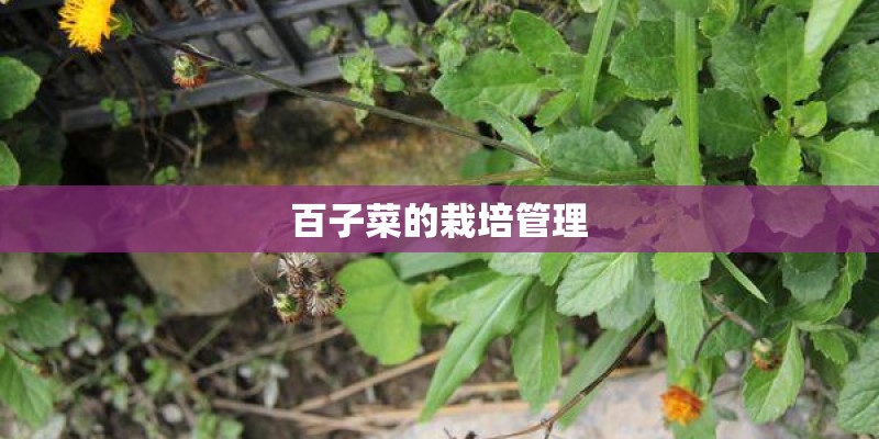 百子菜的栽培管理 百子菜的栽培管理