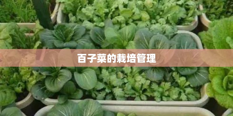 百子菜的栽培管理 百子菜的栽培管理