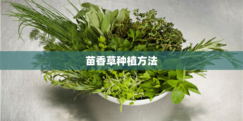 苗香草种植方法