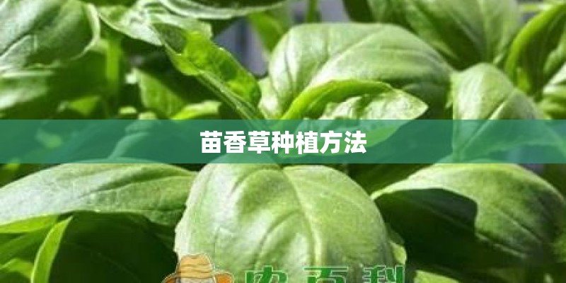 苗香草种植方法