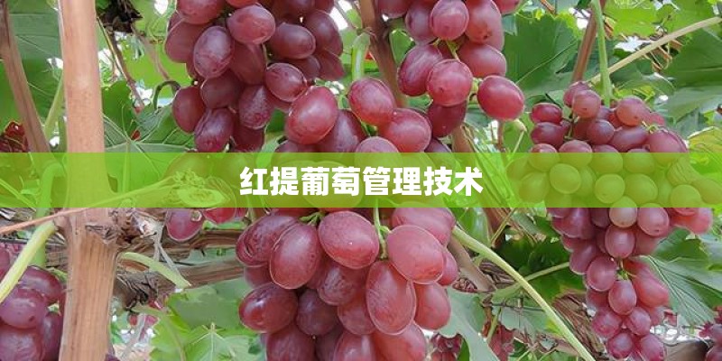 红提葡萄管理技术