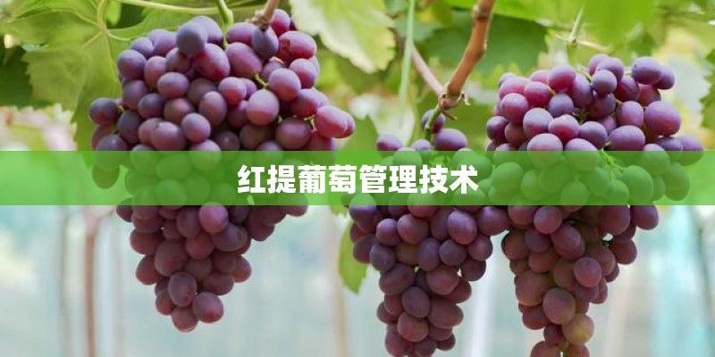 红提葡萄管理技术