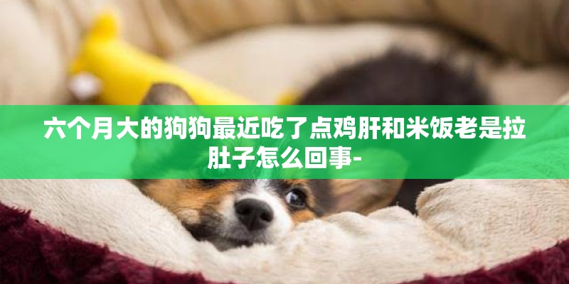 六个月大的狗狗最近吃了点鸡肝和米饭老是拉肚子怎么回事-