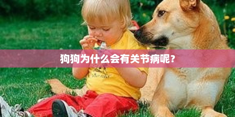 狗狗为什么会有关节病呢？