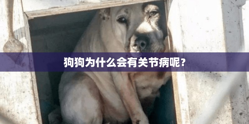 狗狗为什么会有关节病呢？