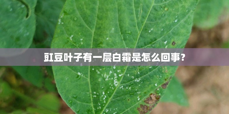 豇豆叶子有一层白霜是怎么回事？