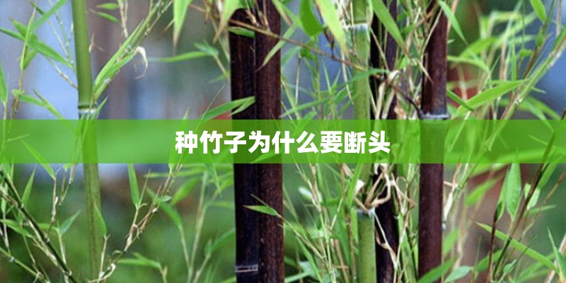 种竹子为什么要断头 种竹子为什么要断头