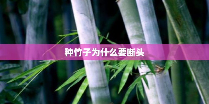 种竹子为什么要断头 种竹子为什么要断头