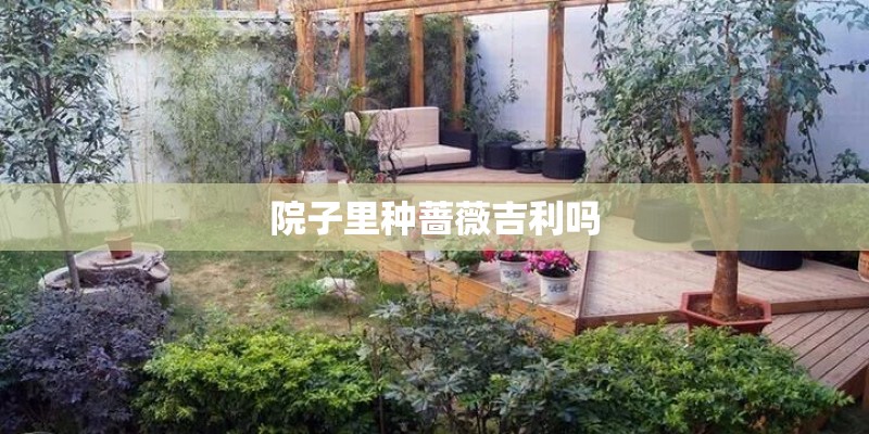 院子里种蔷薇吉利吗