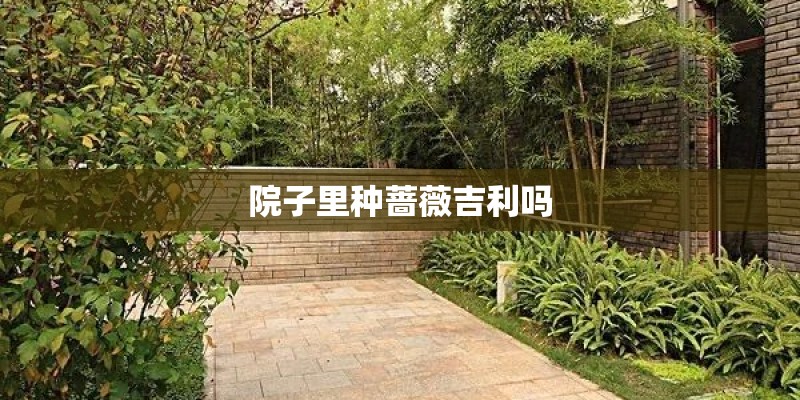院子里种蔷薇吉利吗
