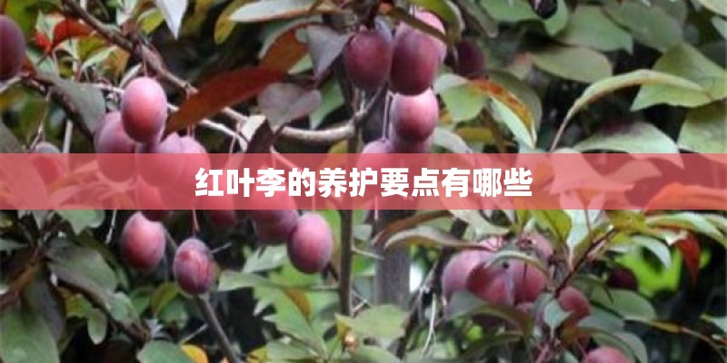 红叶李的养护要点有哪些