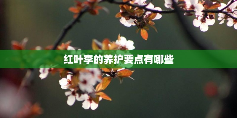 红叶李的养护要点有哪些