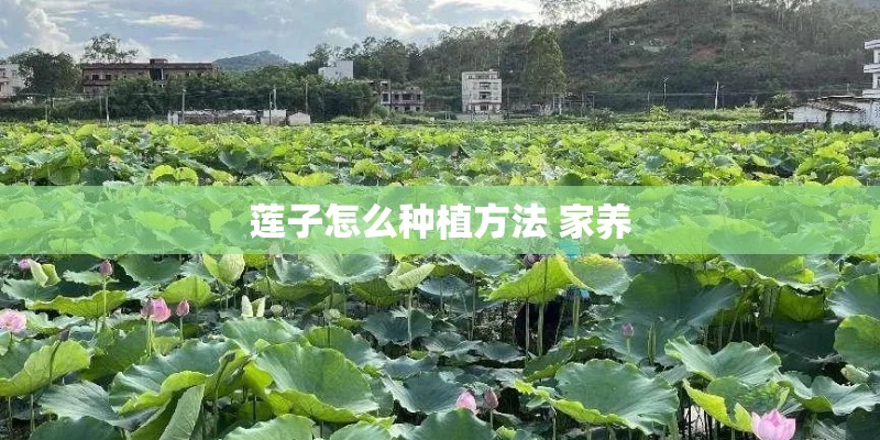 莲子怎么种植方法 家养