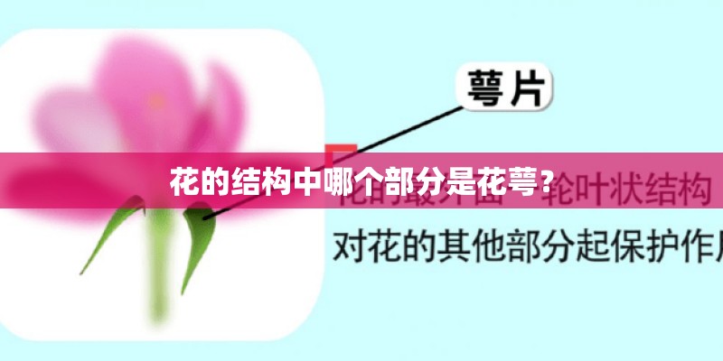 花的结构中哪个部分是花萼？