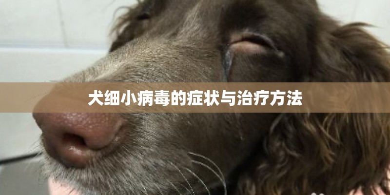 犬细小病毒的症状与治疗方法