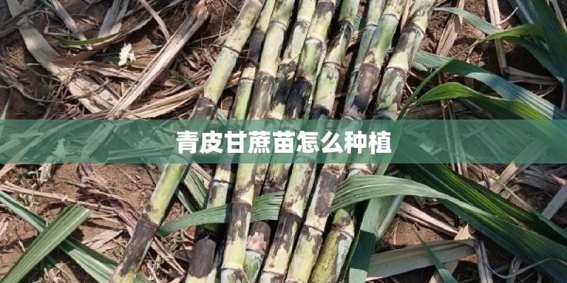 青皮甘蔗苗怎么种植