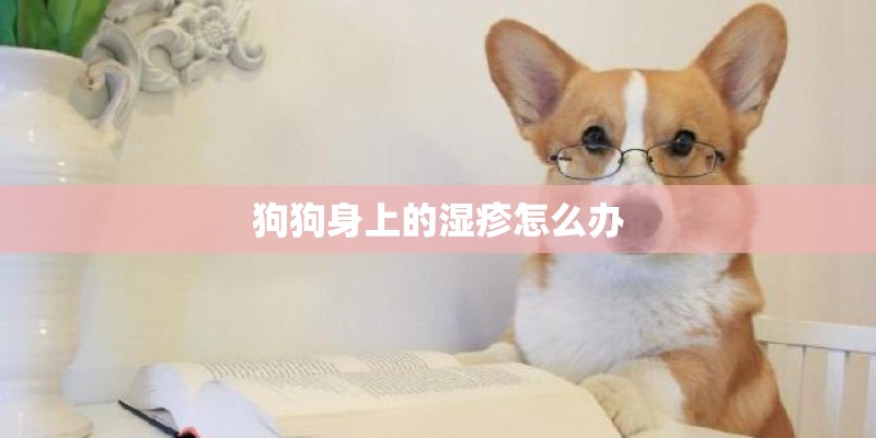 狗狗身上的湿疹怎么办