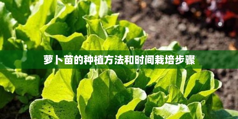 萝卜苗的种植方法和时间栽培步骤