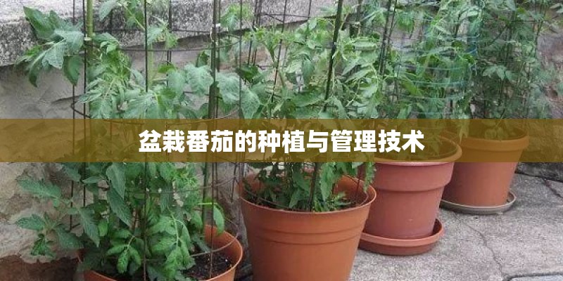 盆栽番茄的种植与管理技术 盆栽番茄的种植与管理技术