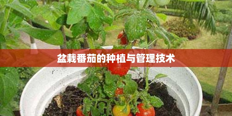 盆栽番茄的种植与管理技术 盆栽番茄的种植与管理技术