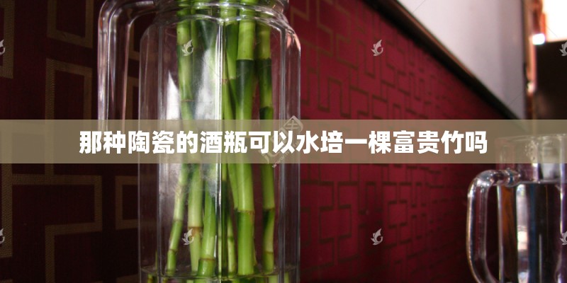 那种陶瓷的酒瓶可以水培一棵富贵竹吗 那种陶瓷的酒瓶可以水培一棵富贵竹吗