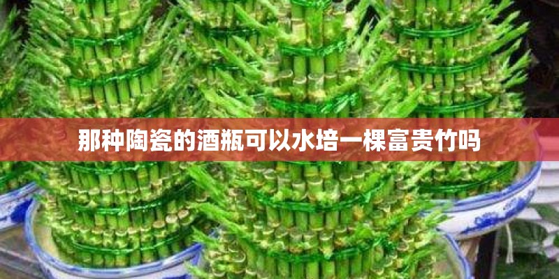 那种陶瓷的酒瓶可以水培一棵富贵竹吗 那种陶瓷的酒瓶可以水培一棵富贵竹吗