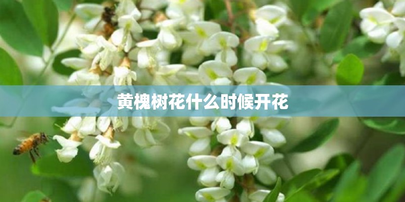 什么是魔王松鼠