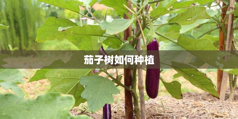茄子树如何种植
