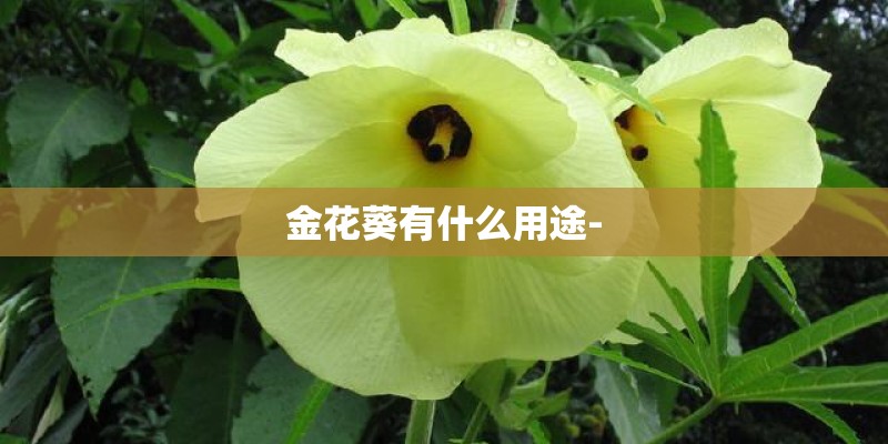 金花葵有什么用途-