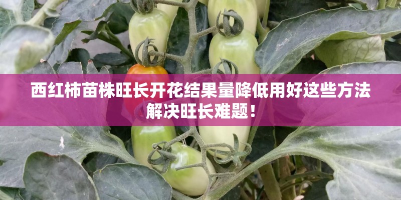 西红柿苗株旺长开花结果量降低用好这些方法解决旺长难题！