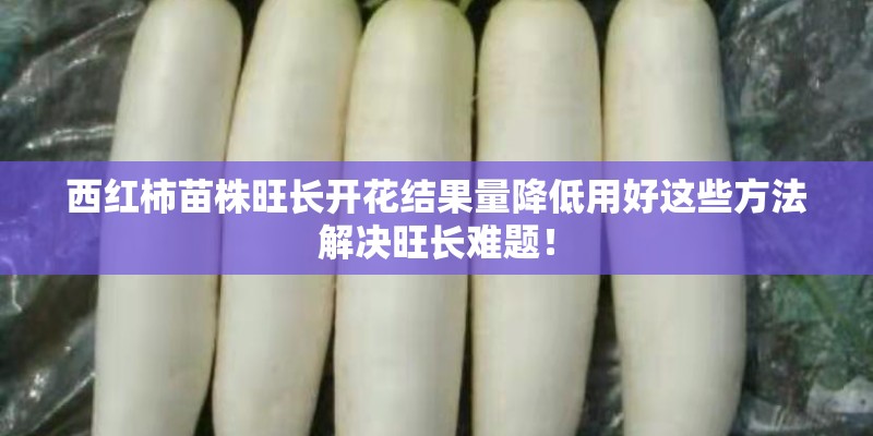 西红柿苗株旺长开花结果量降低用好这些方法解决旺长难题！