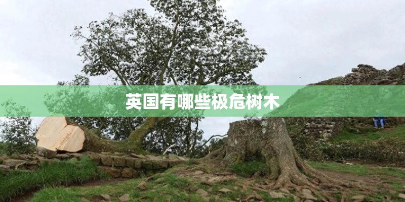 英国有哪些极危树木