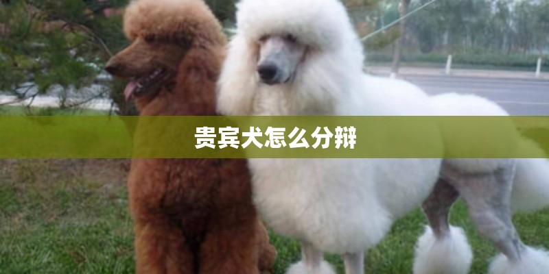 贵宾犬怎么分辩